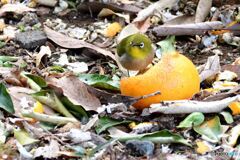 地上に降りたメジロ