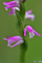 Lady’s tresses