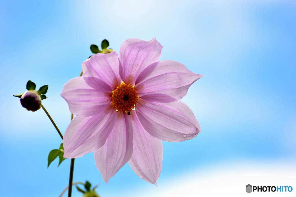 Dahlia imperialis（皇帝のダリア）