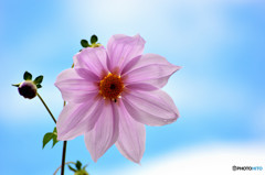 Dahlia imperialis（皇帝のダリア）