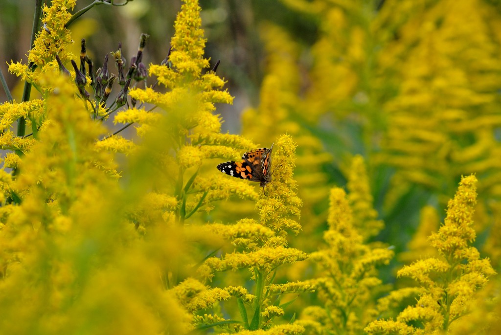 Yellow Forest