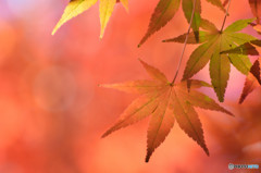 散歩がてらの紅葉狩り　Ⅱ