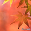 散歩がてらの紅葉狩り　Ⅱ