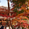 京都の紅葉２０２０　その２