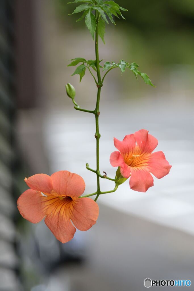 まだ頑張っています。