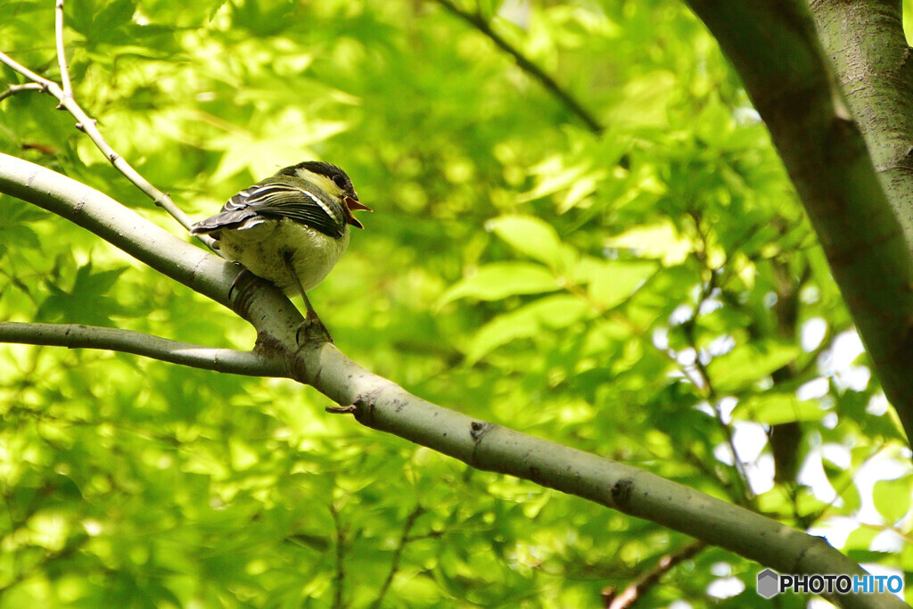 新緑のさえずり