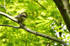 新緑のさえずり