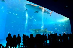 美ら海水族館