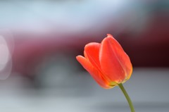 道路脇に咲く
