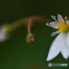 虎耳草