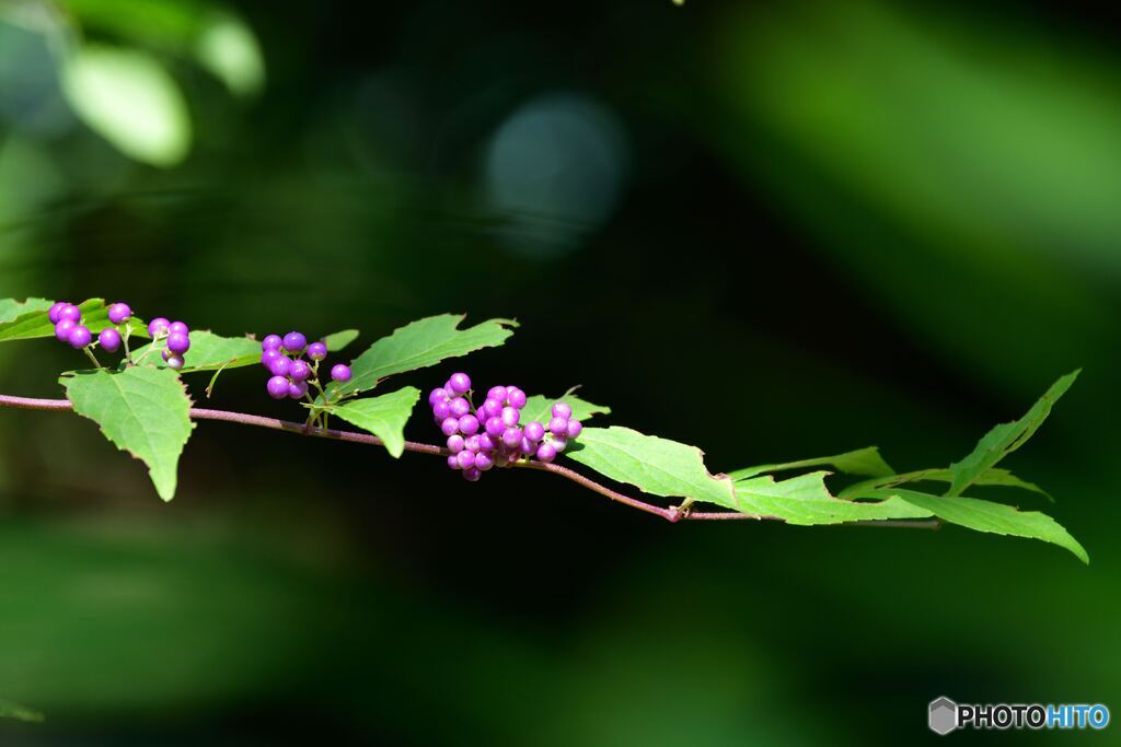 Purple Beautyberry