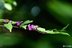 Purple Beautyberry