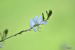 盛夏に咲く清楚な花
