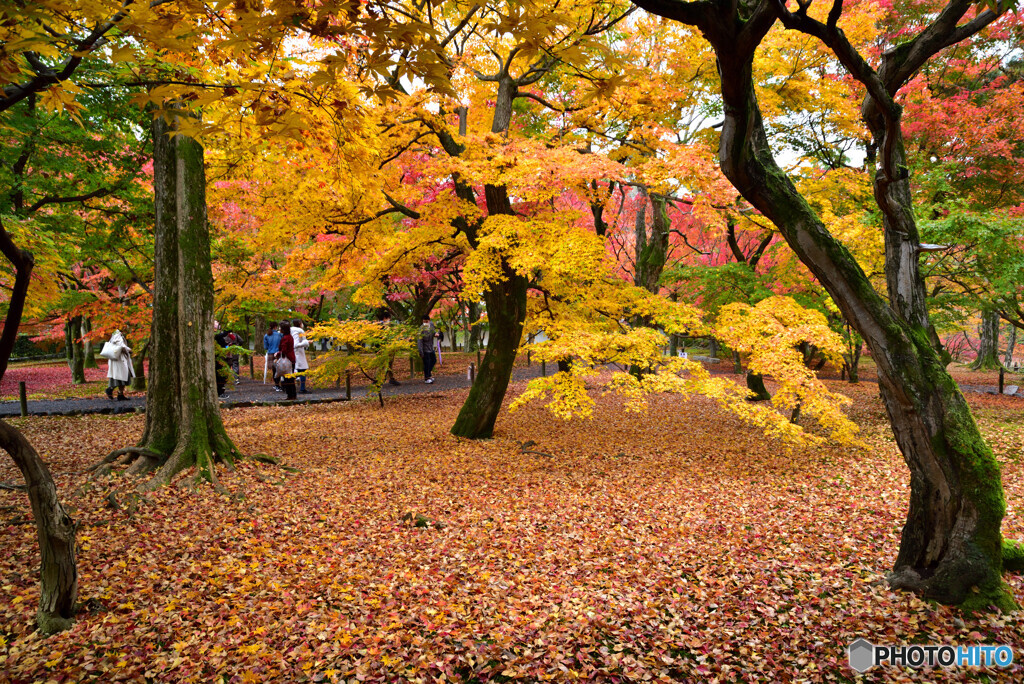 京都の紅葉２０２０　その１２