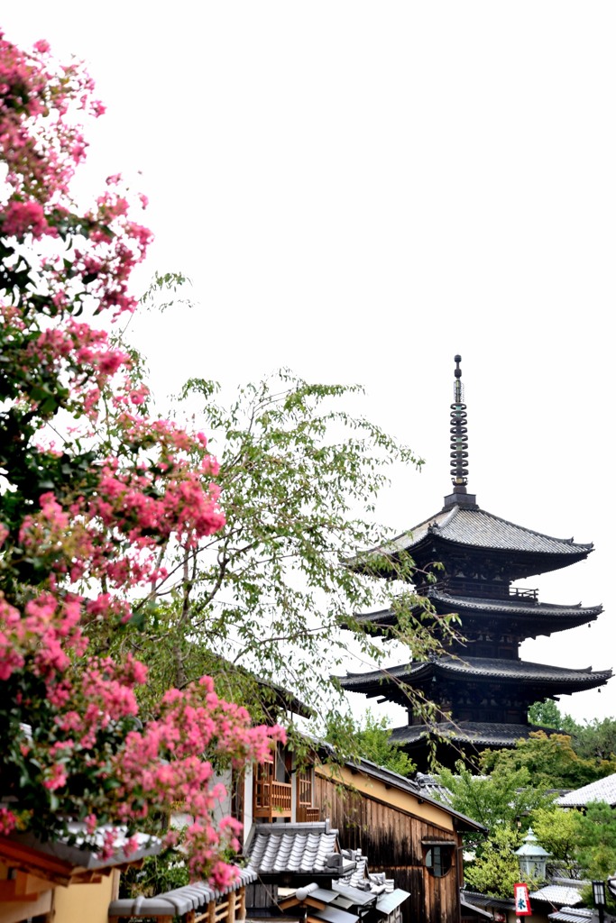 百日紅咲く（小路）