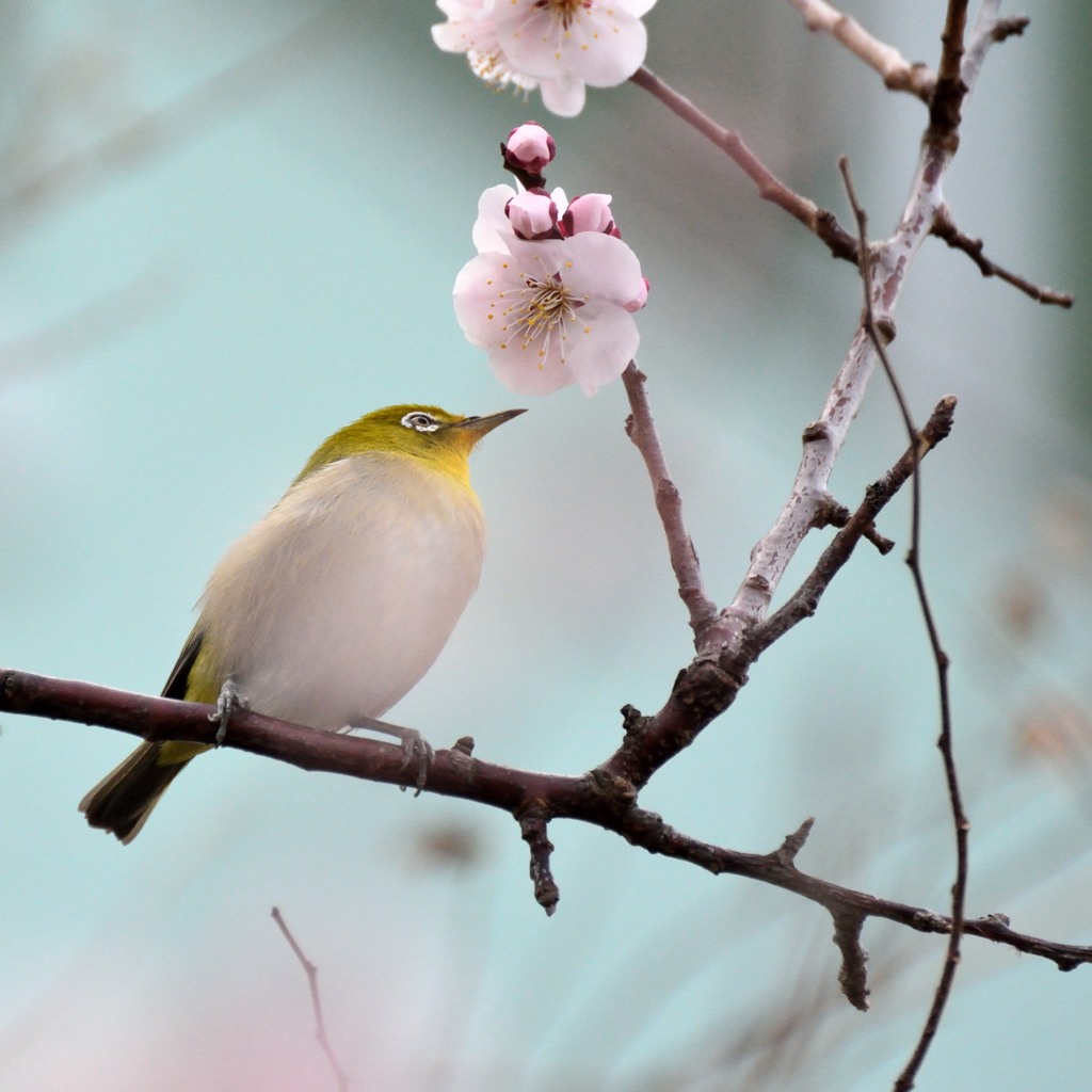 春に恋して