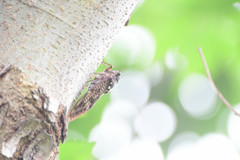 夏の詩