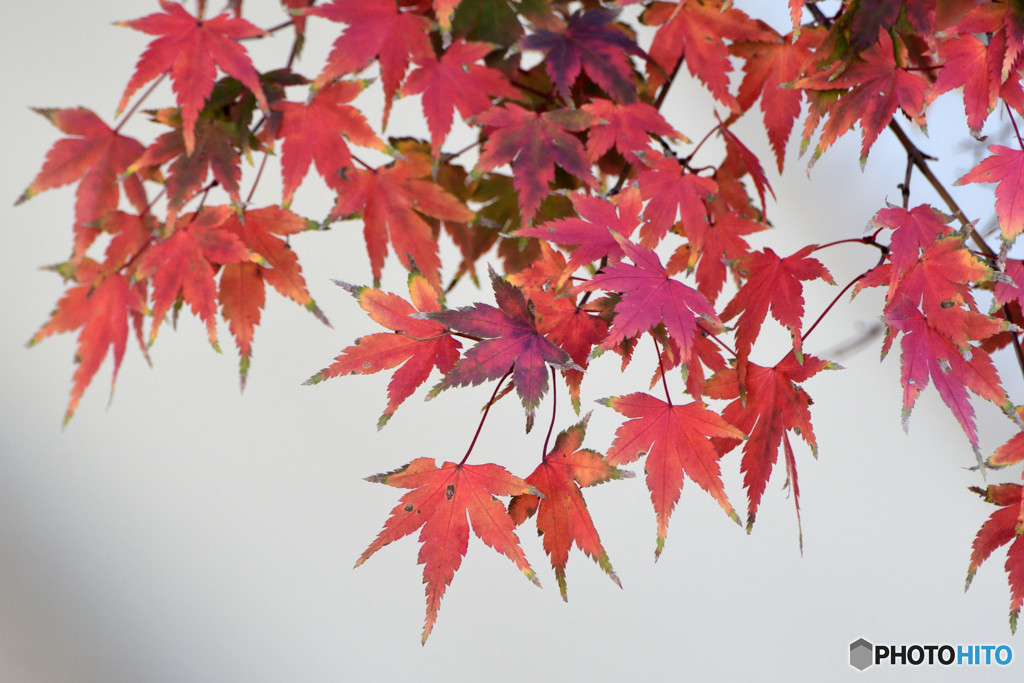 紅葉暖簾