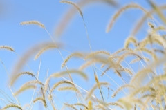 空地で感じた秋