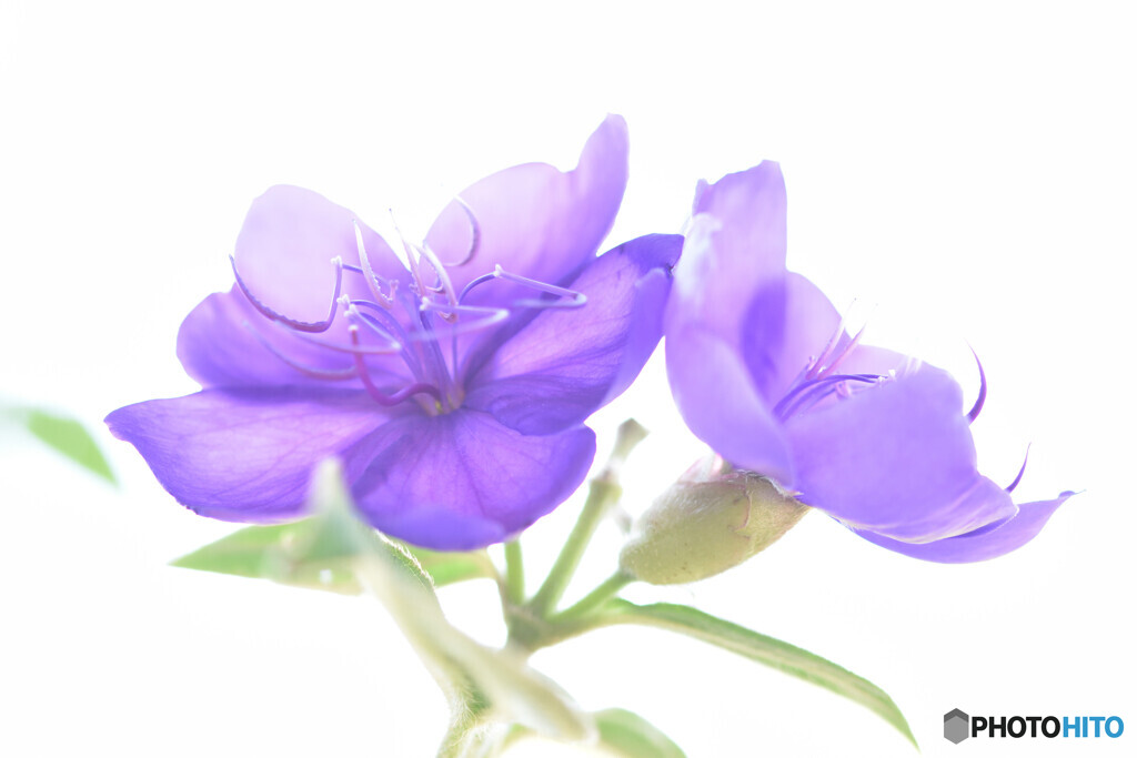 Glory bush