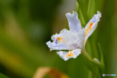 Fringed iris