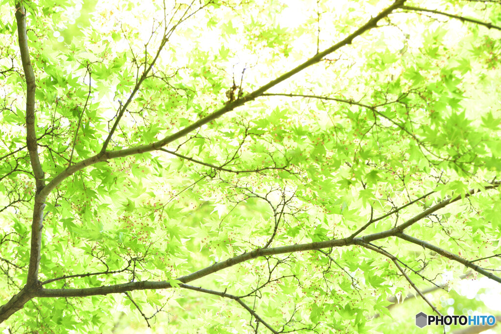 Fresh green