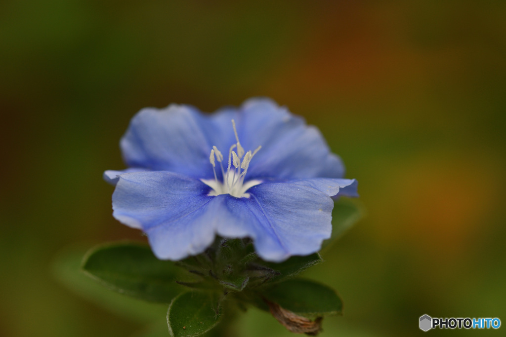 アメリカンブルー