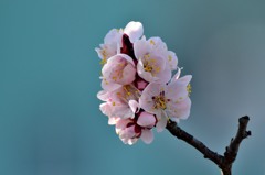 違いが分かりますか　豊後梅