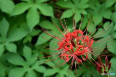 Red & Green