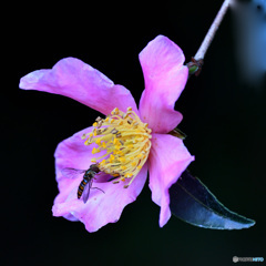 山茶花カフェ　今年もオープン