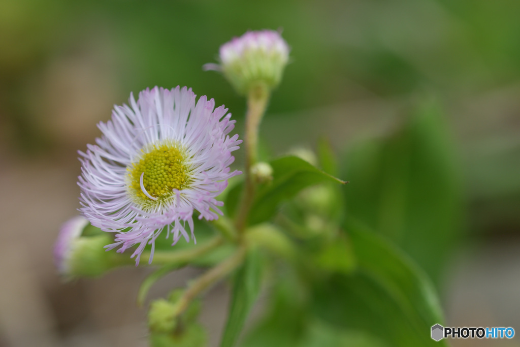 春を探して　その２