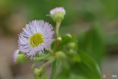 春を探して　その２