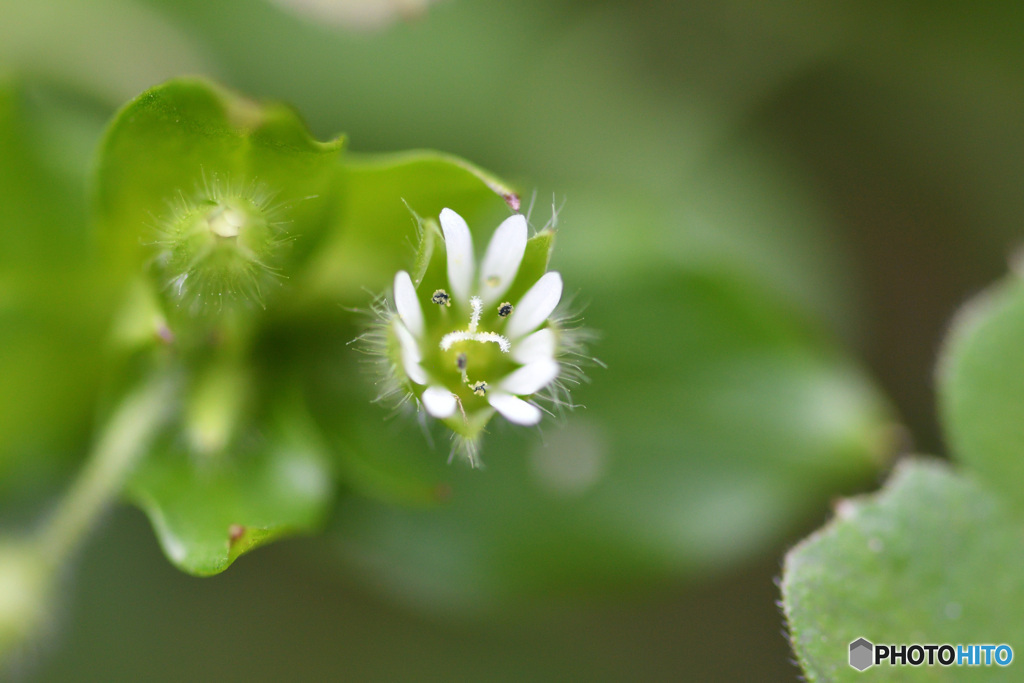 新春花便り　その６