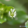 新春花便り　その６
