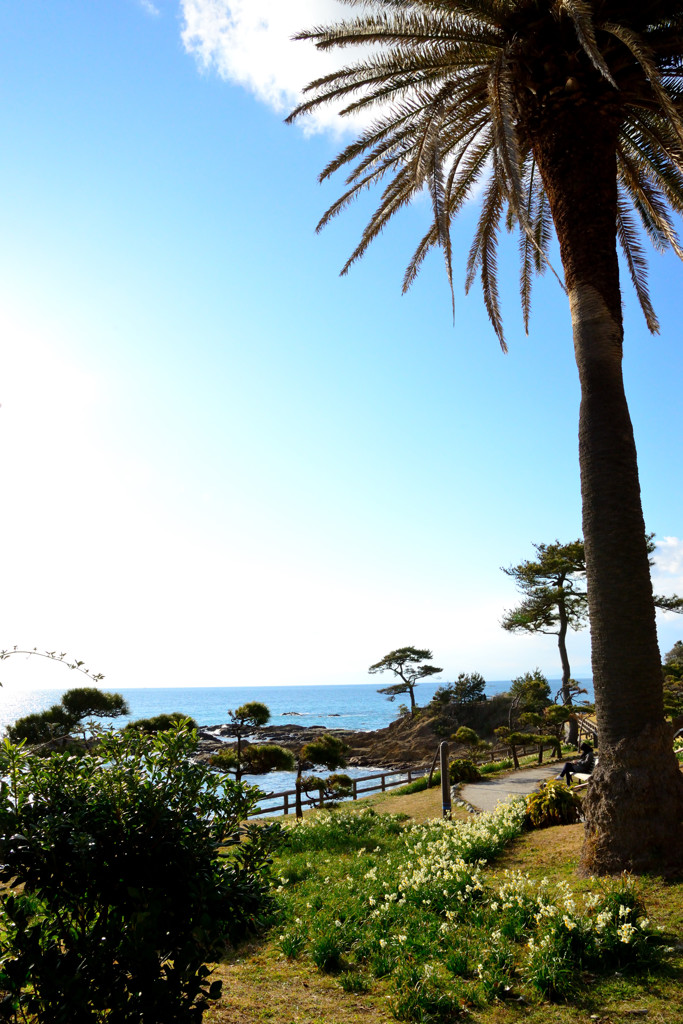 水仙の咲く海辺の公園