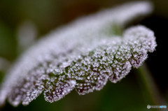 FROST