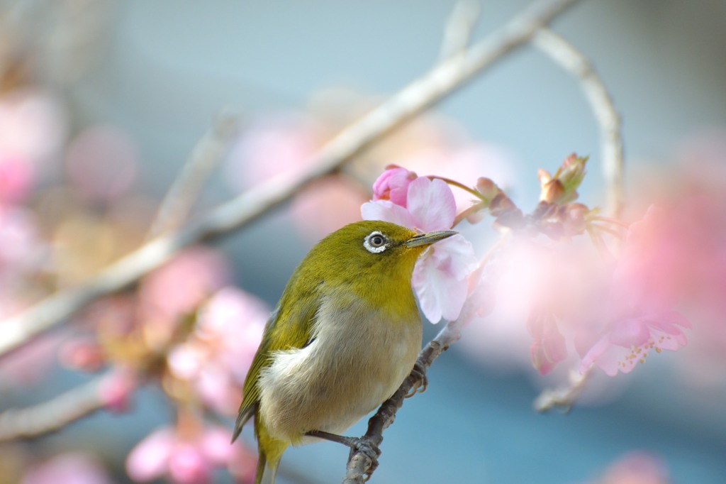 綺麗に撮ってよ～