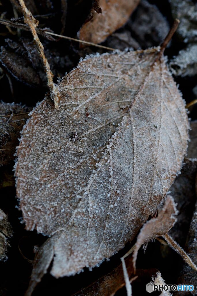 氷をまぶした落ち葉
