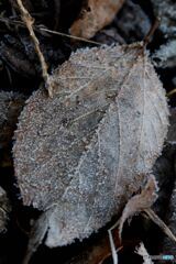 氷をまぶした落ち葉