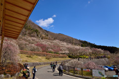 湯河原梅林　②