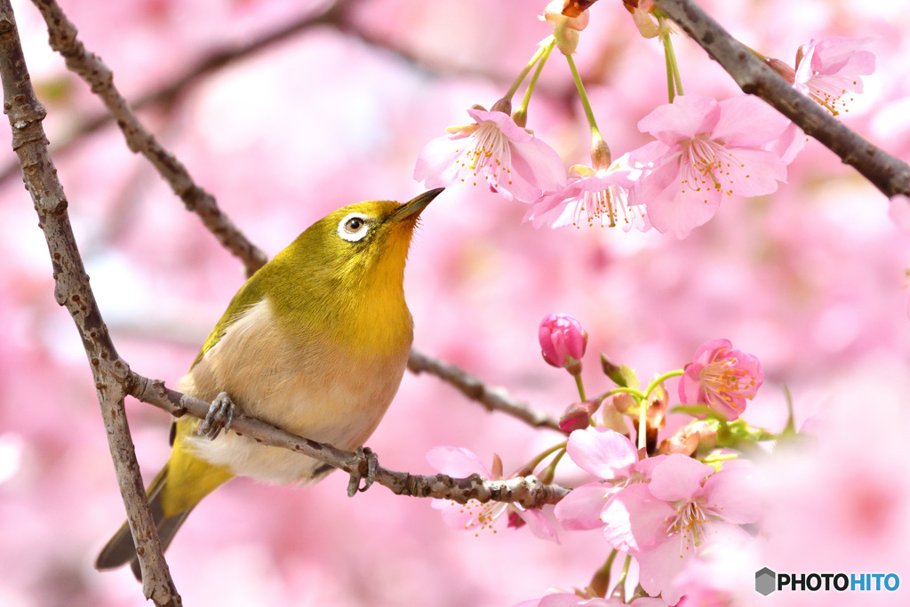 桜咲いて　メジロも来た