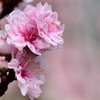 お花をあげましょ　桃のはな