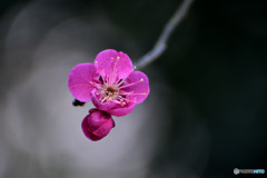 春へ向かう道標