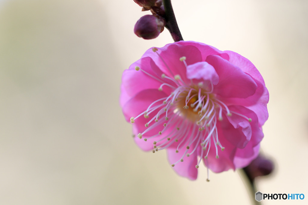 春の香り漂いて