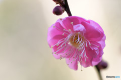 春の香り漂いて