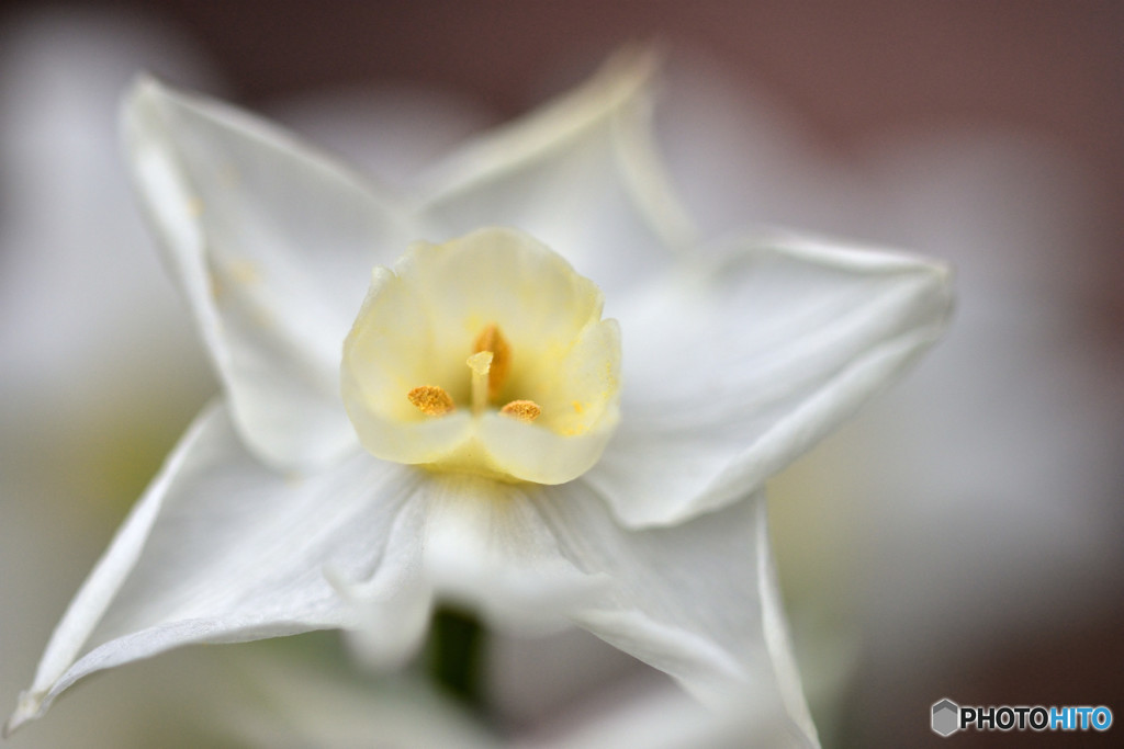 White Star