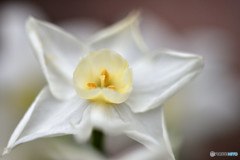 White Star