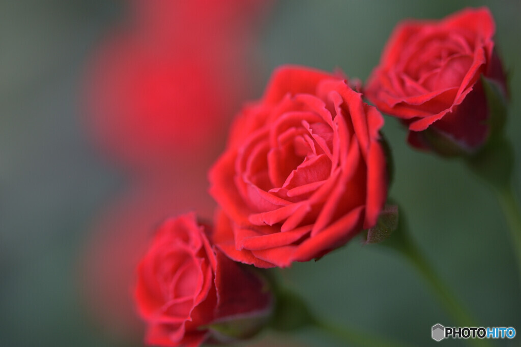 誕生花　その２