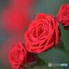 誕生花　その２