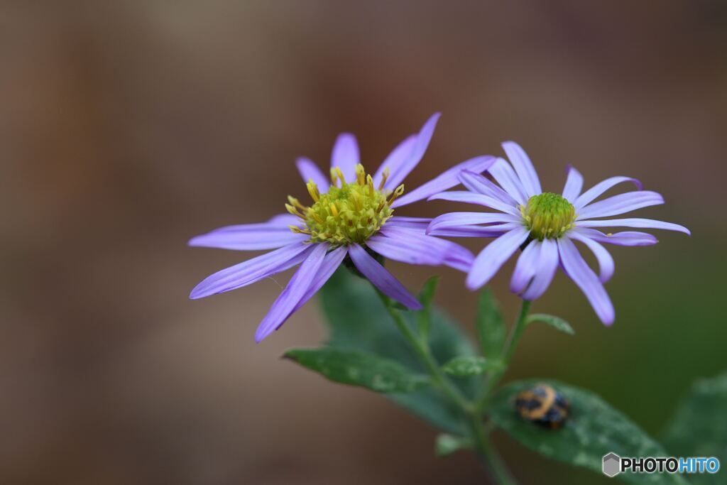 忘れられない想い